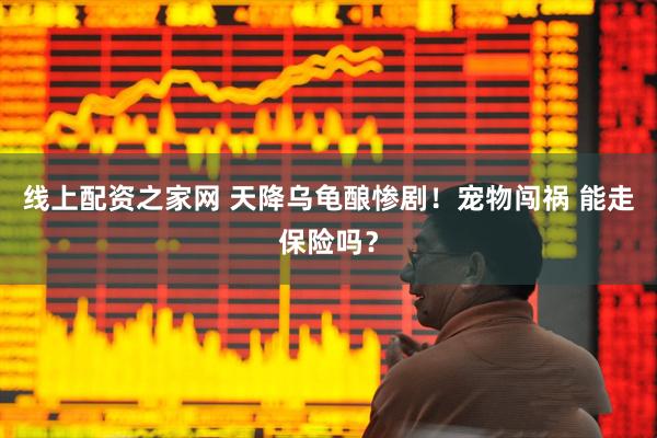 线上配资之家网 天降乌龟酿惨剧！宠物闯祸 能走保险吗？